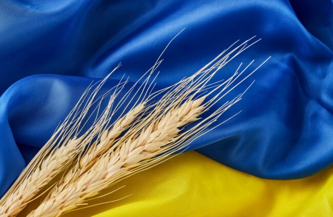 Wheat on Ukrainian flag