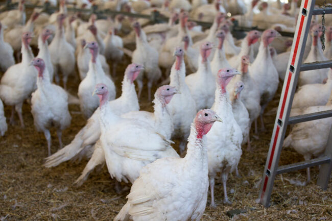 Indoor turkey farm