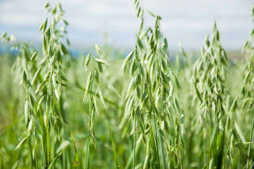 Oat field