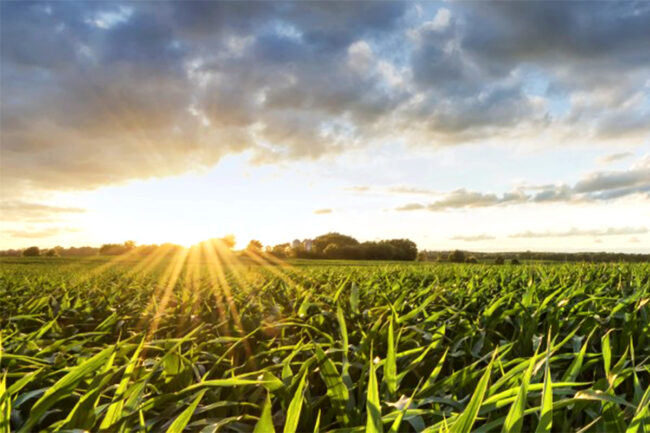 Oilseed field