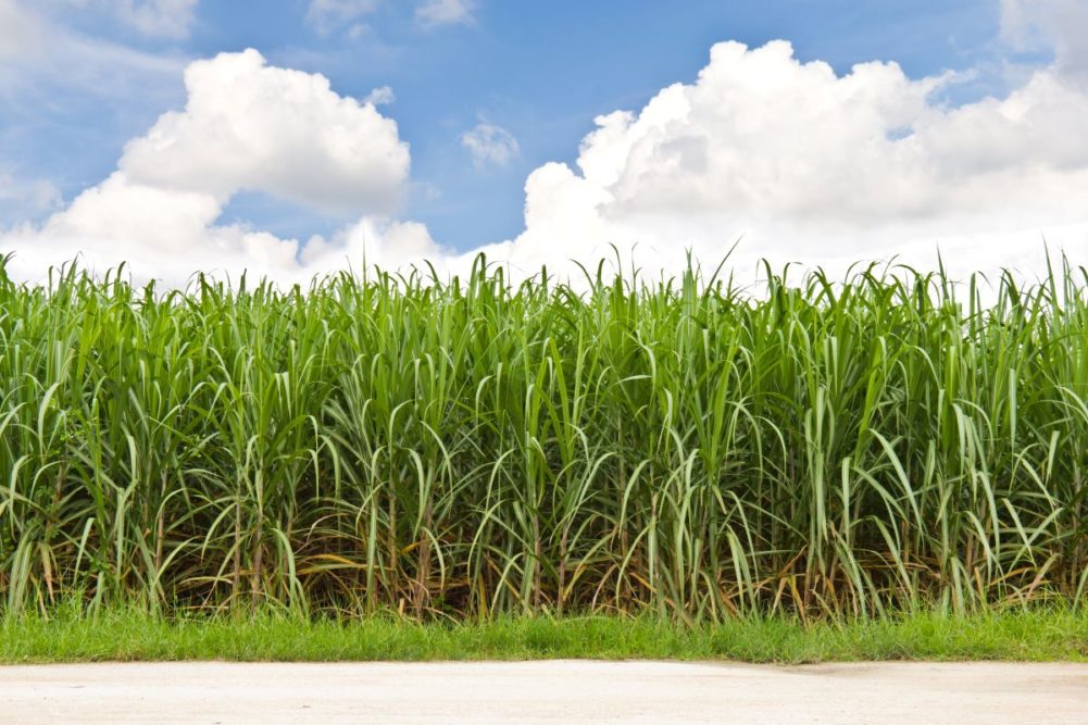 Sugar cane field.