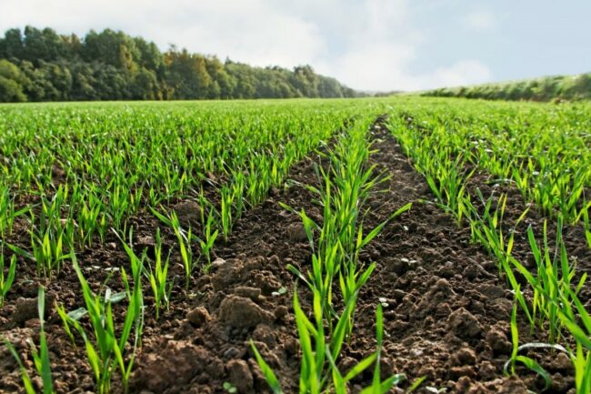 Young wheat field