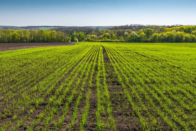 Young wheat field.