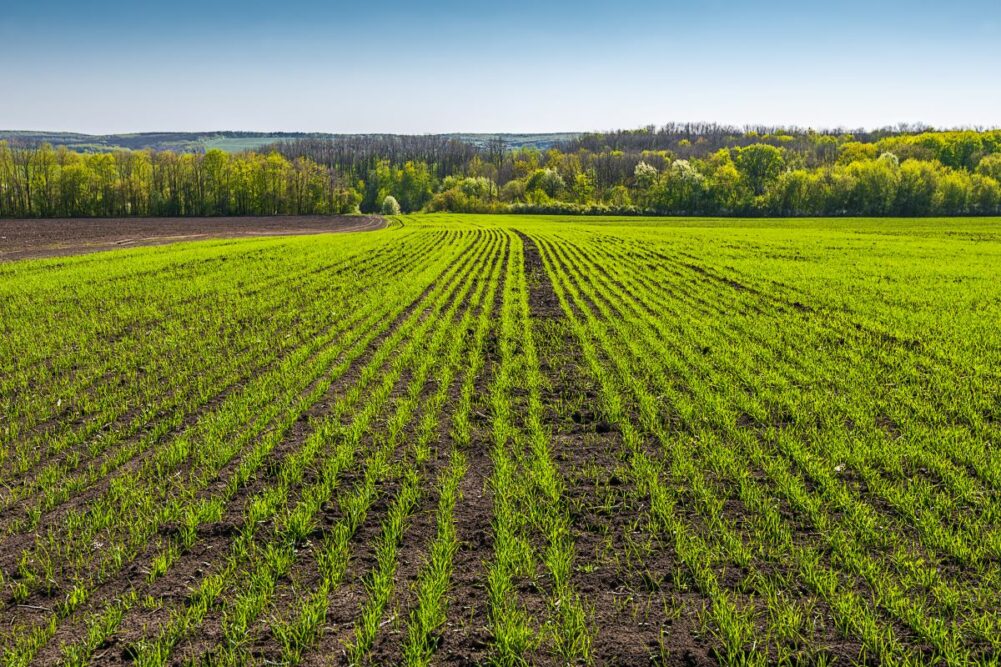 Young wheat field.