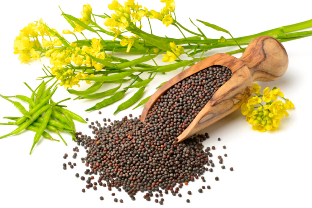 Canola flowers and seed.