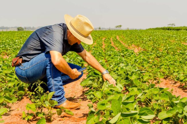 Soybean field