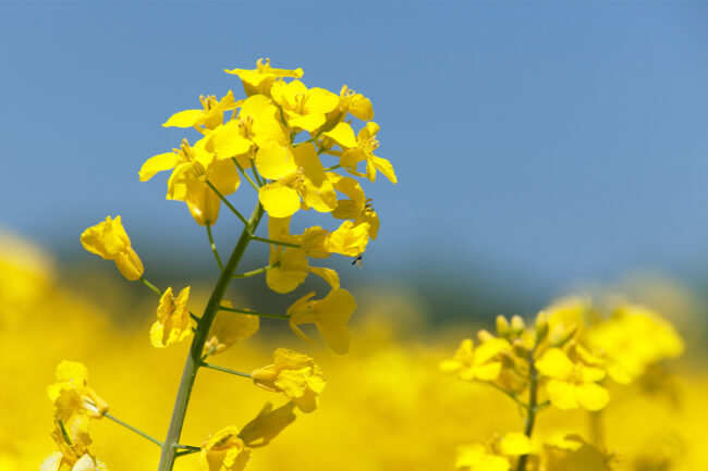 Canola flower