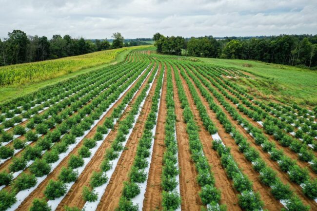 Hemp field