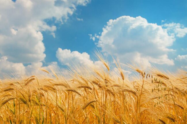 Wheat field