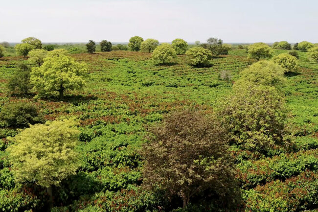 Mars cocoa farm