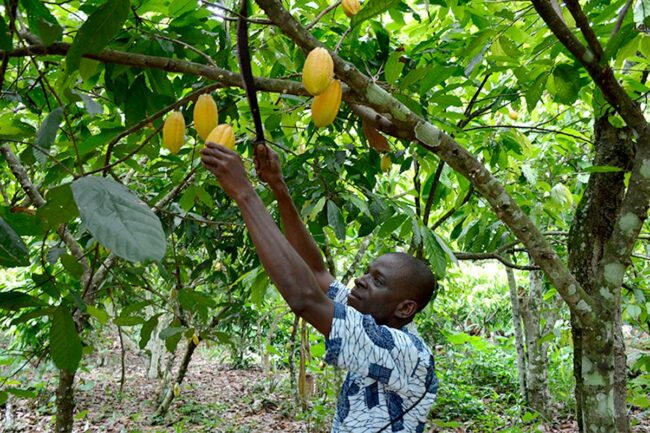 Mondelez cocoa farm