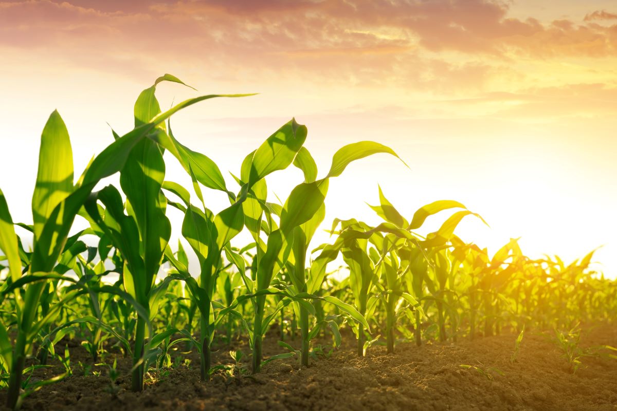 Corn field in a sunrise.