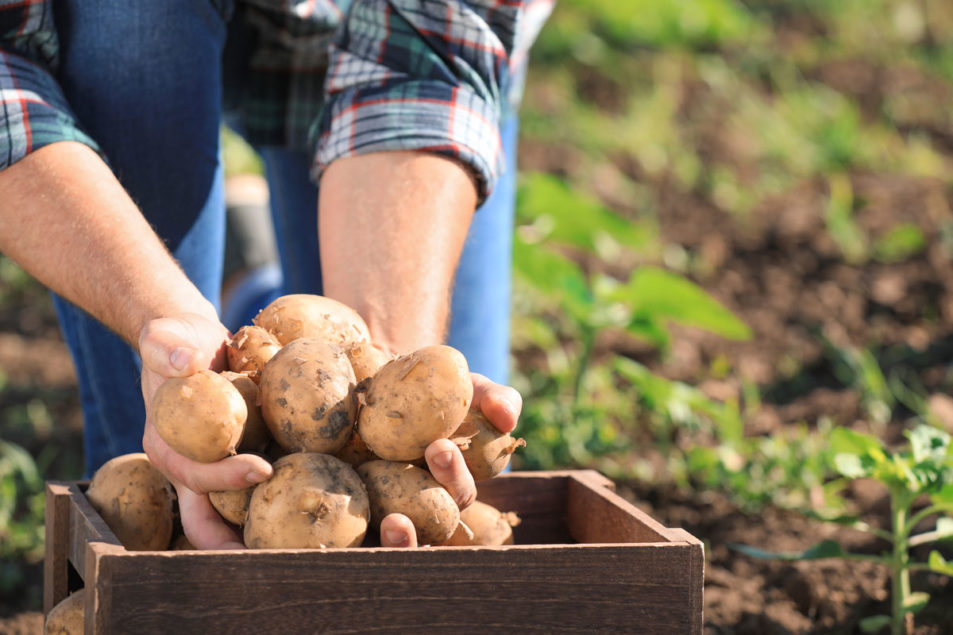 Exclusive Interview: McCain and McDonald's Pioneering Initiative in  Sustainable Potato Farming – Potato Business