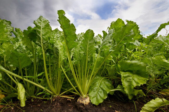 Sugar beet plants