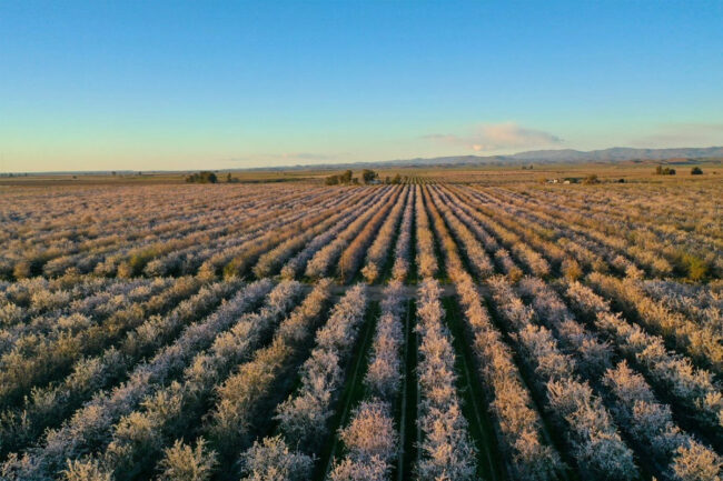 Almond tree groves