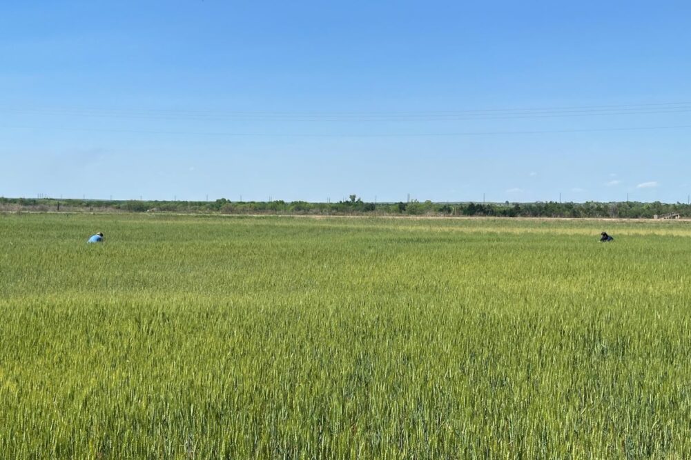 Scouts at the 2023 Hard Winter Wheat tour measure wheat in Kansas, wheat field, blue sky