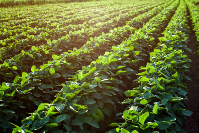 Soybean field at sunrise