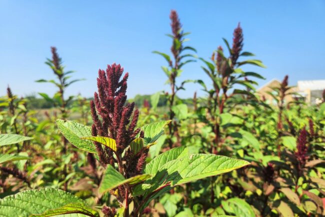 Amaranth