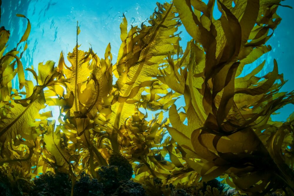 A pile of seaweed in the ocean. 