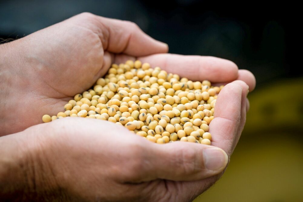 A hand holds a pile of soybeans. 