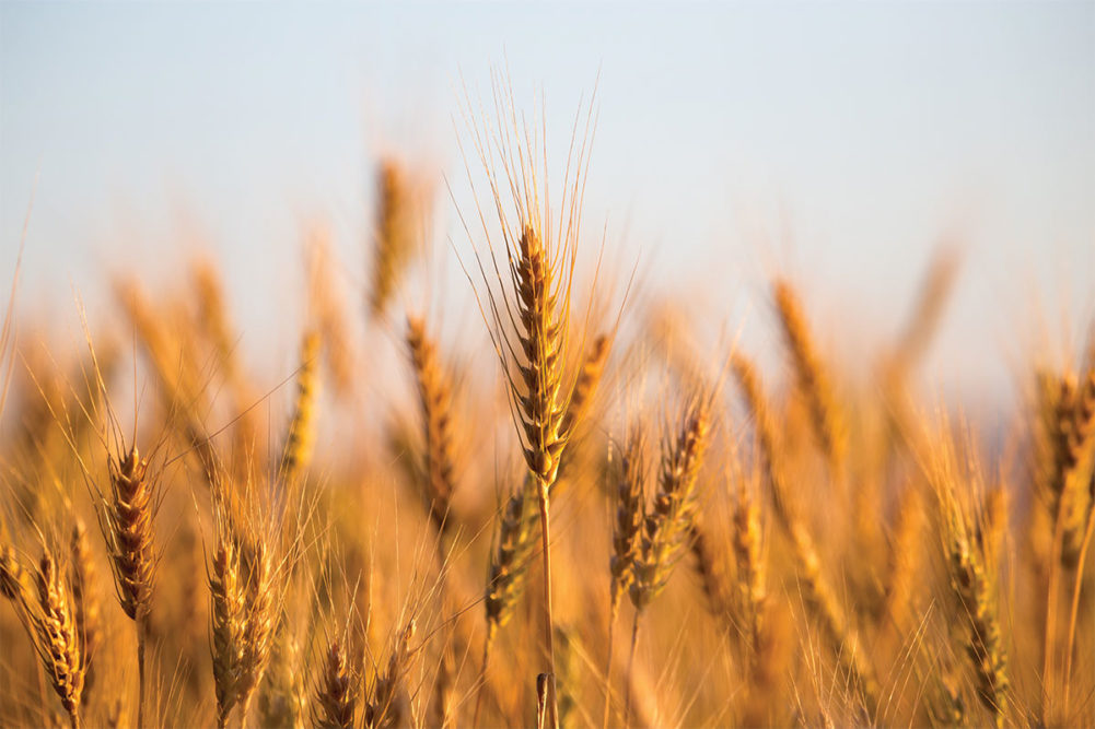 Wheat field on sunny day. 