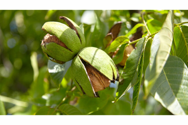 Growing almonds. 