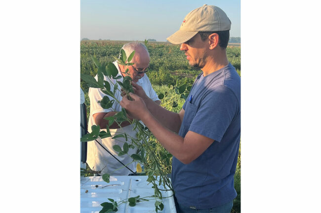 Scouts count soybean pods from a Nebraska field on day two of the Pro Farmer Midwest crop tour.