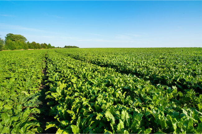 Sugar field on sunny morning. 