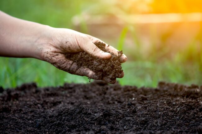 Hand in fresh soil. 