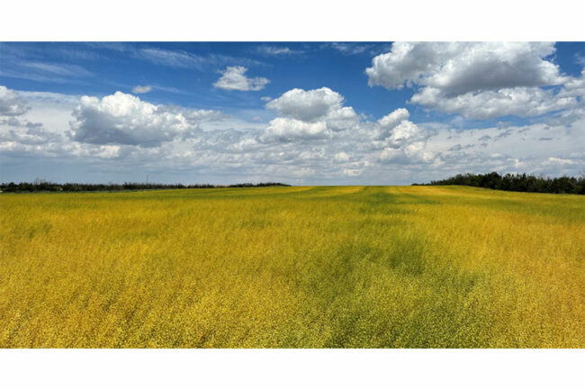 Field on sunny day. 