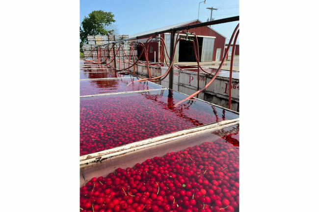 Vats of Puratos cherries. 