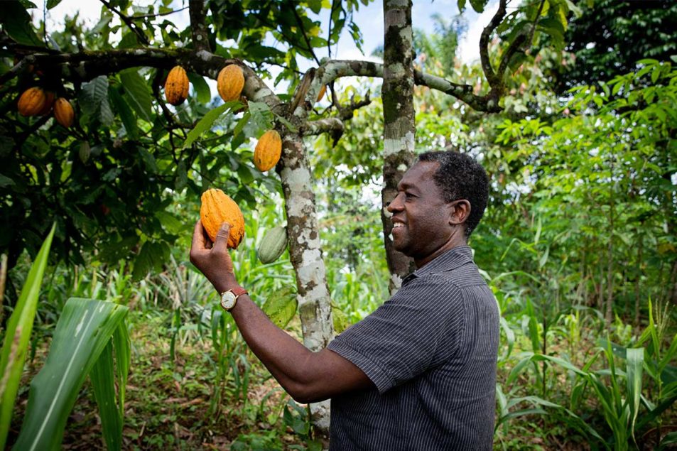 Challenges are complex for sustainably grown cocoa | Baking Business