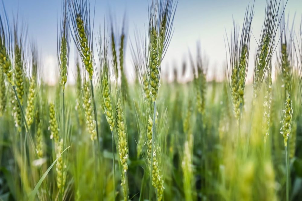 Red spring wheat. 