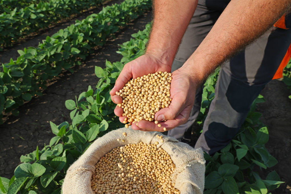 Hand holding soybeans in field. 