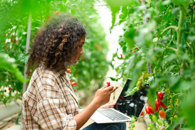 Student studying tomatoes. 