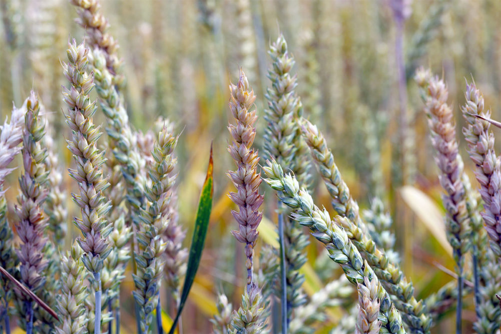 Fusarium wheat. 