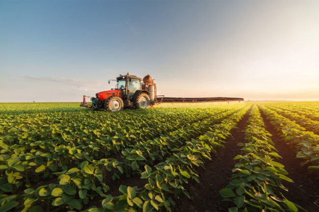 Tractor plowing a soybean field on sunny morning. 