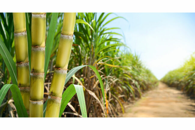 Sugar cane field. 