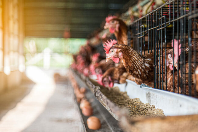 Chickens in a chicken coop.