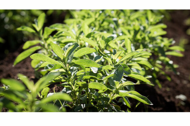 Stevia plant.