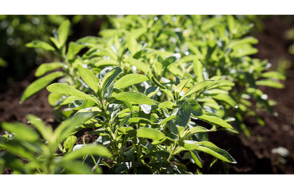 Stevia plant.