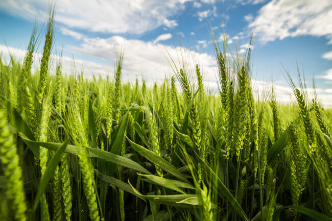 Young green wheat field on sunny day.