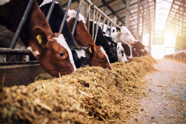 Cattle eating feed. 