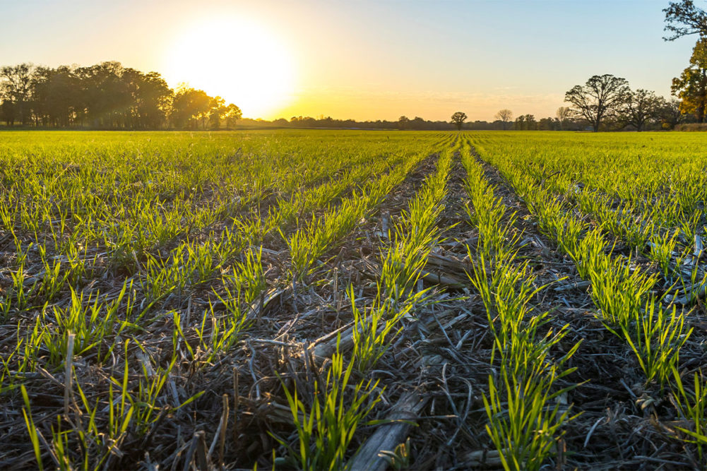 The sun rising over a crop field. 