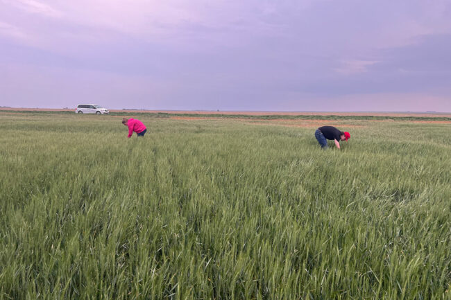 Shayna Degroot with Kansas Wheat and Luke Muller with US Wheat Associates measure a field near Hanston, Kan., on Day 2 of the tour. 