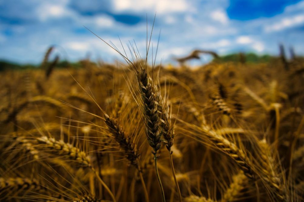 Wheat field on summer day.