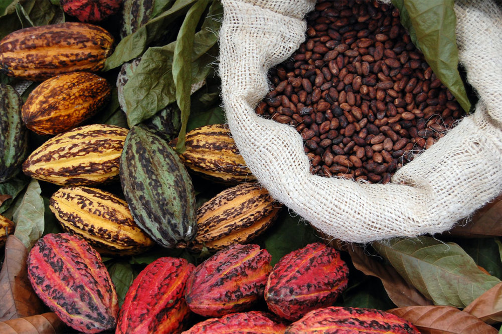 Assortment of raw cacao beans. 