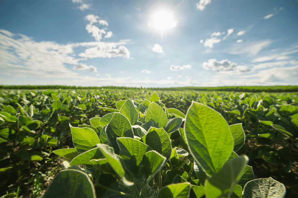 Soybean field on sunny day. 