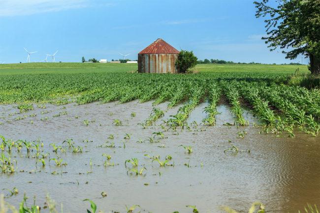 Flooded corn field. 