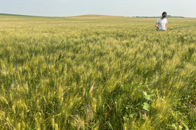 Wheat tour day 2. 